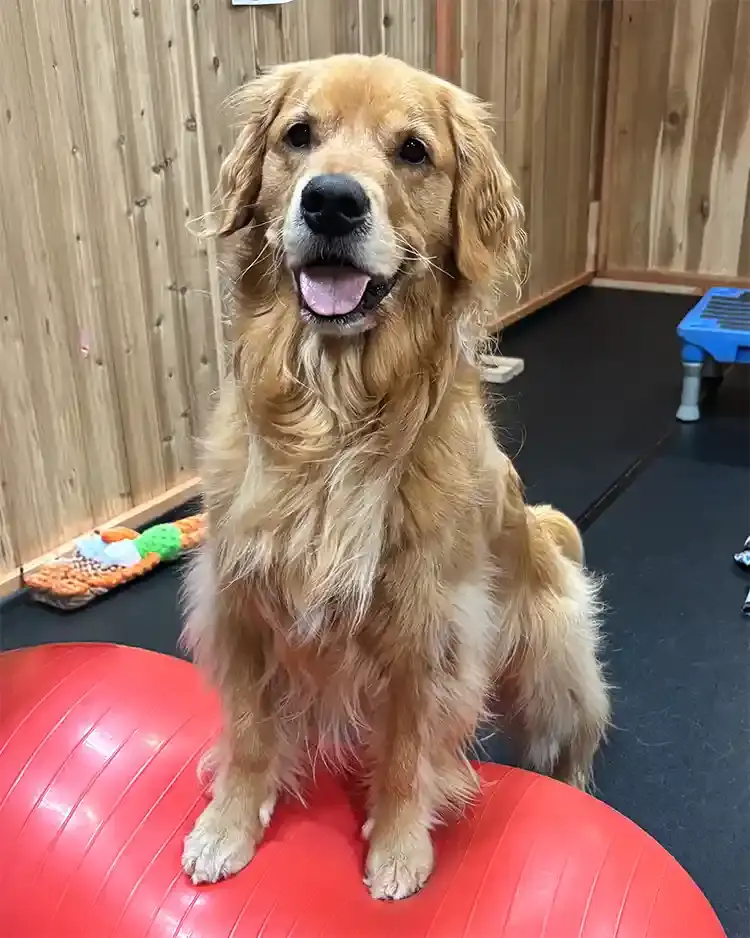Benny, one of Dr. Jennifer's patients