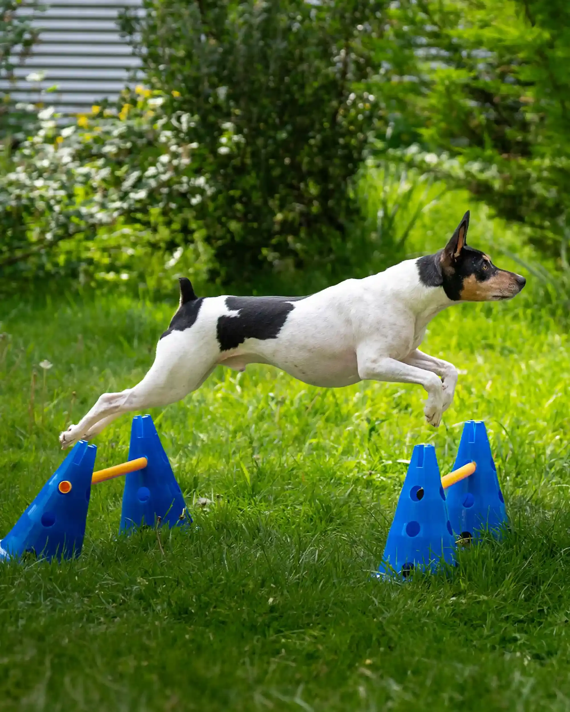 A dog mid-jump during an in-home Canine Kinetics session