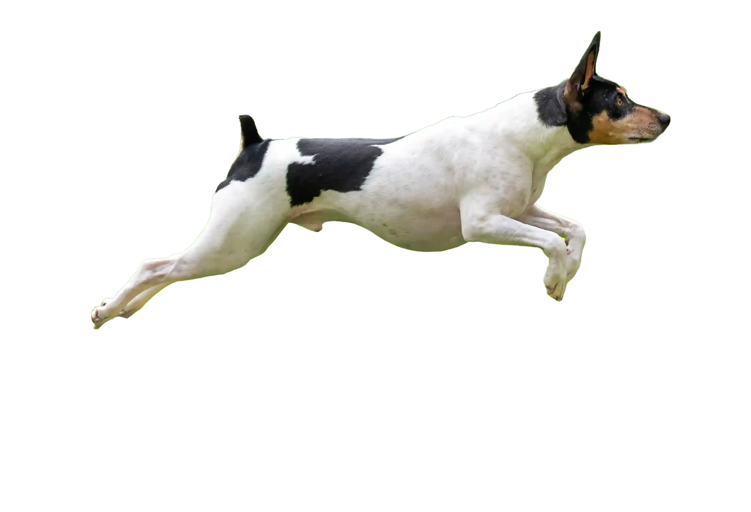 A dog mid-jump during an in-home Canine Kinetics session