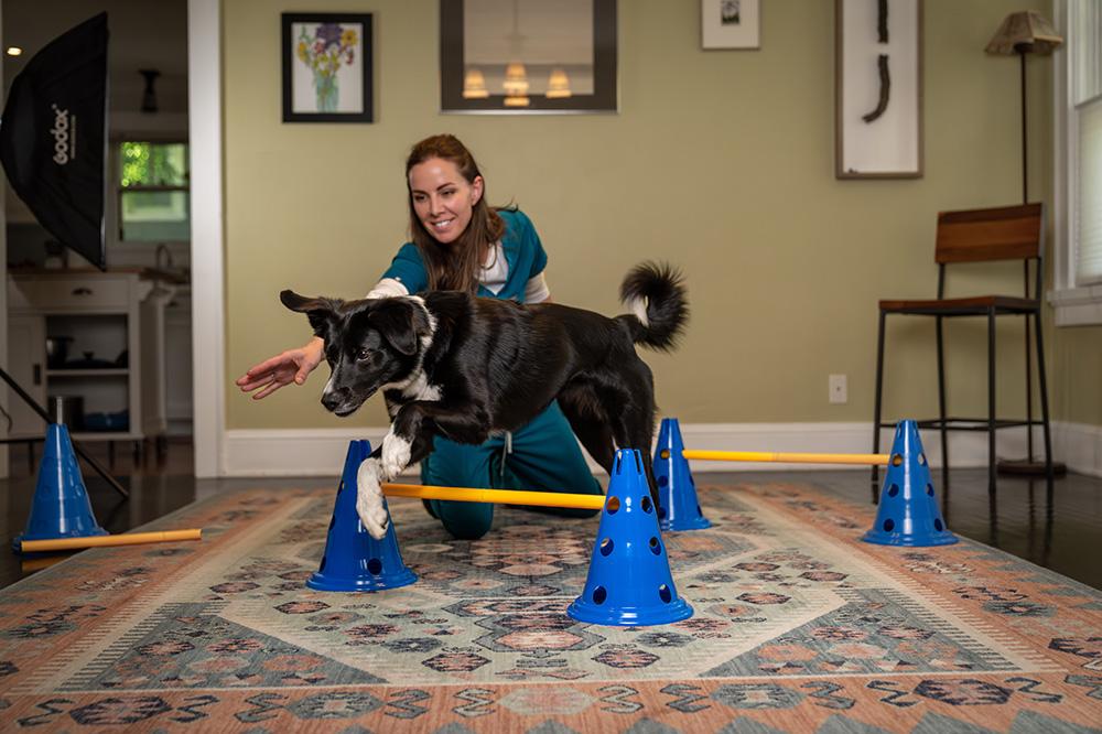 A dog engaged in a structured canine fitness training session